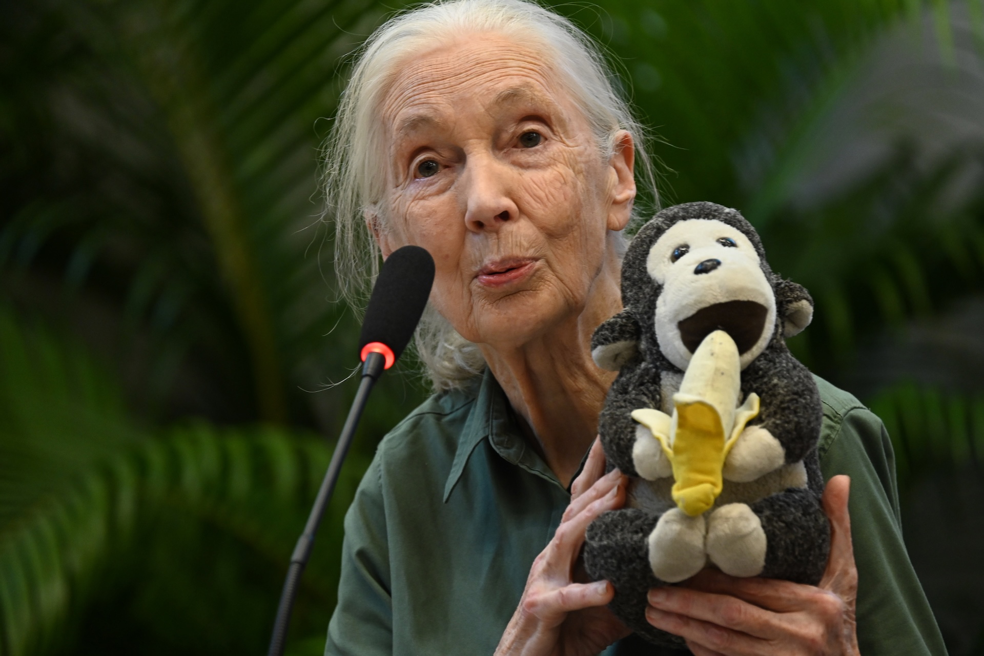Jane Goodall holds up a stuffed chimpanzee while speaking into a microphone