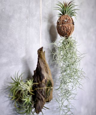 air plants, tillandsia, in hanging planters