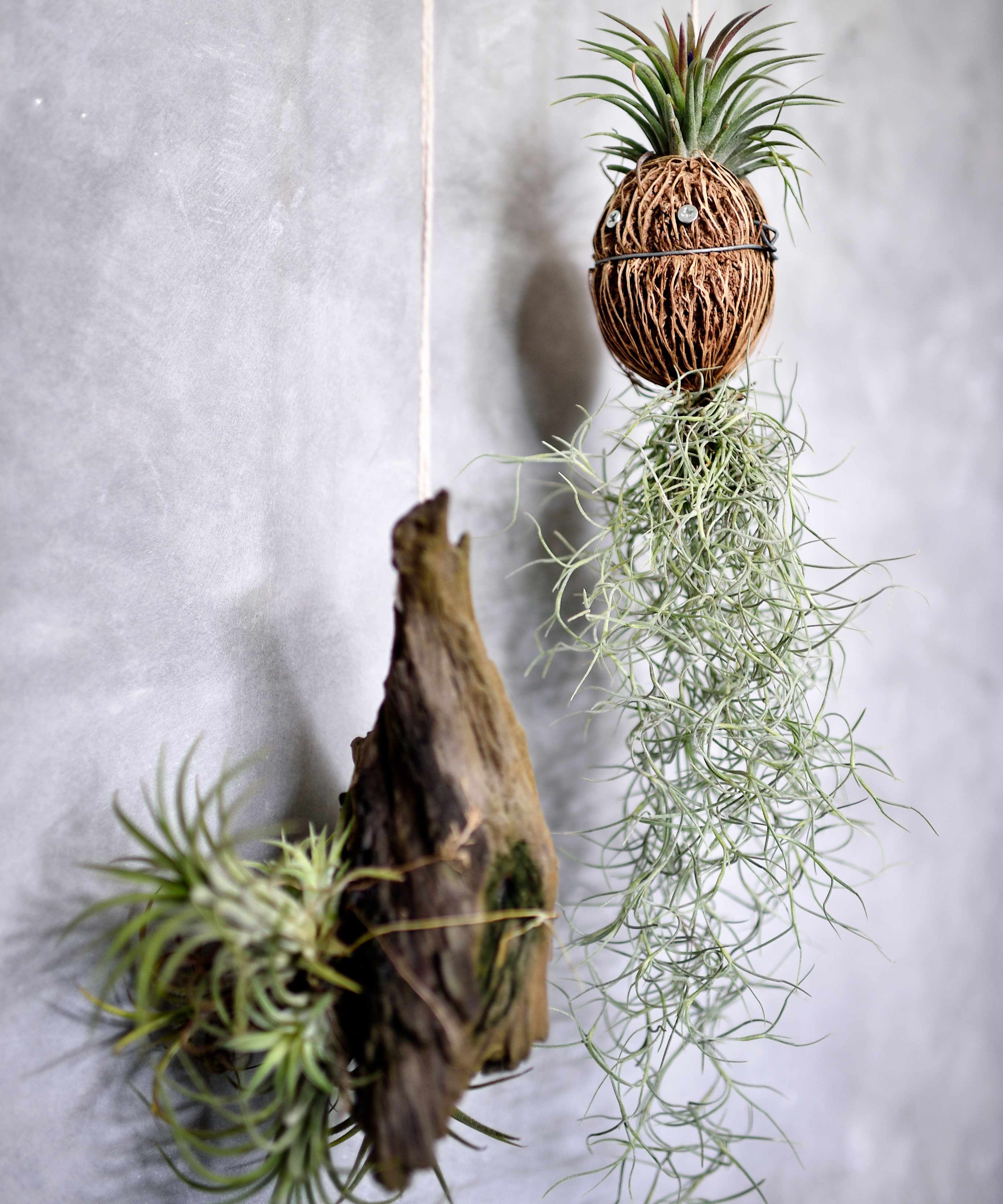 How To Water An Air Plant The Best Methods And How Often Homes And How To Water An Air Plant The Best Methods And How Often Homes And