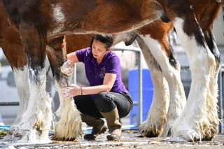 Preparations Are Made Ahead Of The Royal Highland Show