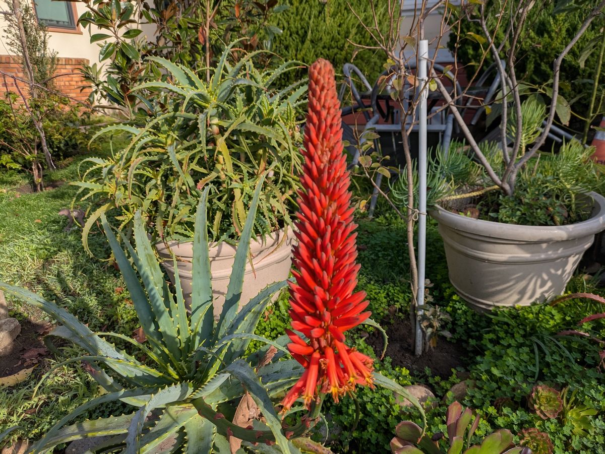 Photo of candelabra aloe by Pixel 8a