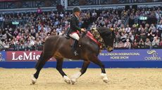 Dyffryngwy Sir Picasso, winner of the 2019 BSPS supreme M&M final