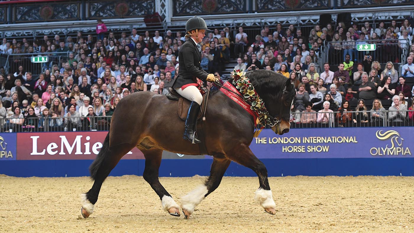 Dyffryngwy Sir Picasso, winner of the 2019 BSPS supreme M&amp;amp;M final