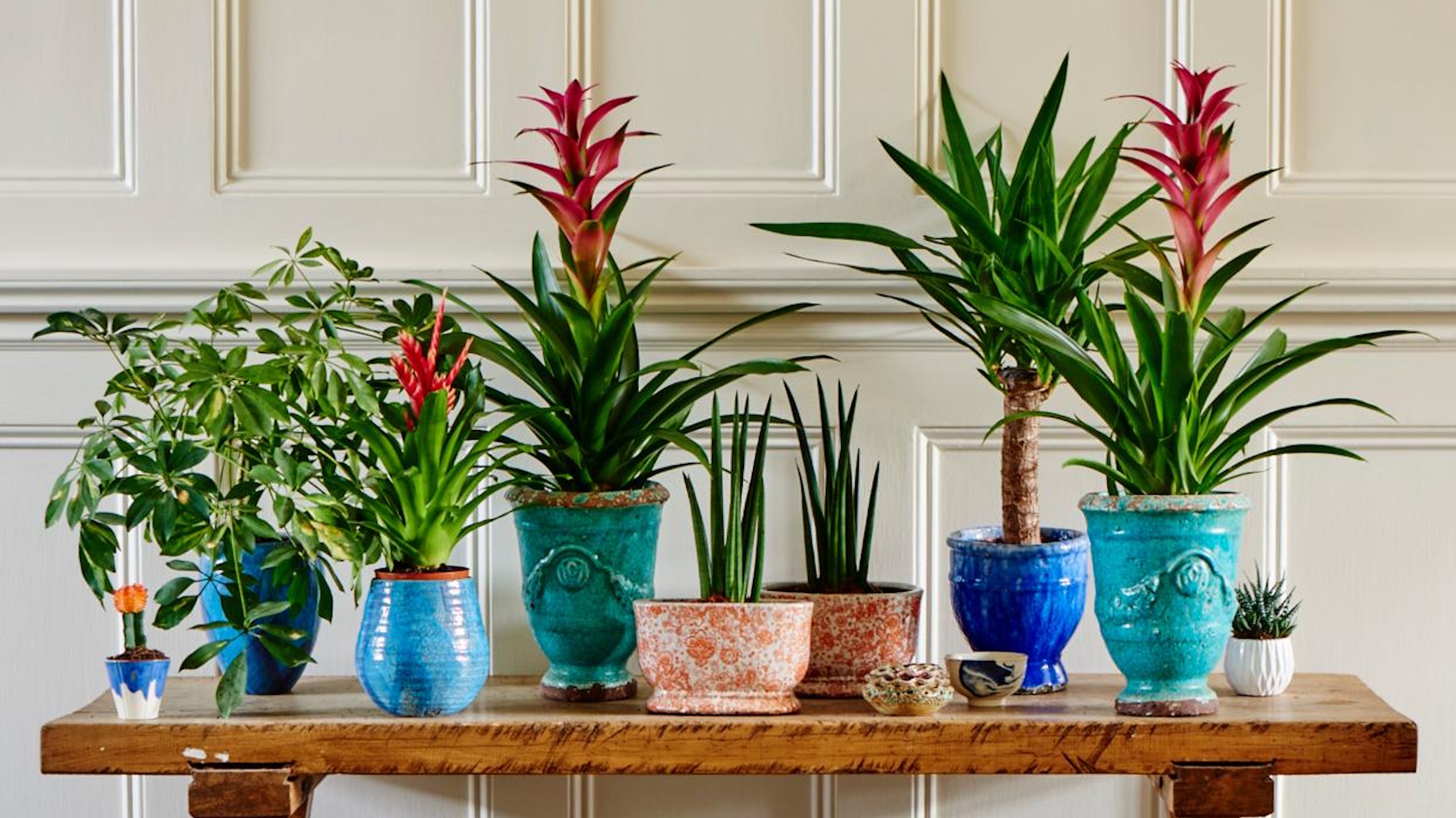 Houseplants on table with bromeliad