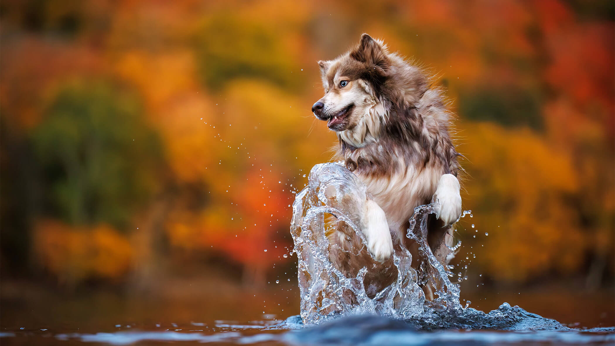 Dog.