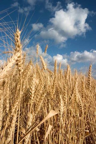 wheat, grains, climate change