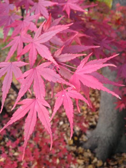 Red Leaved Japanese Maple Tree