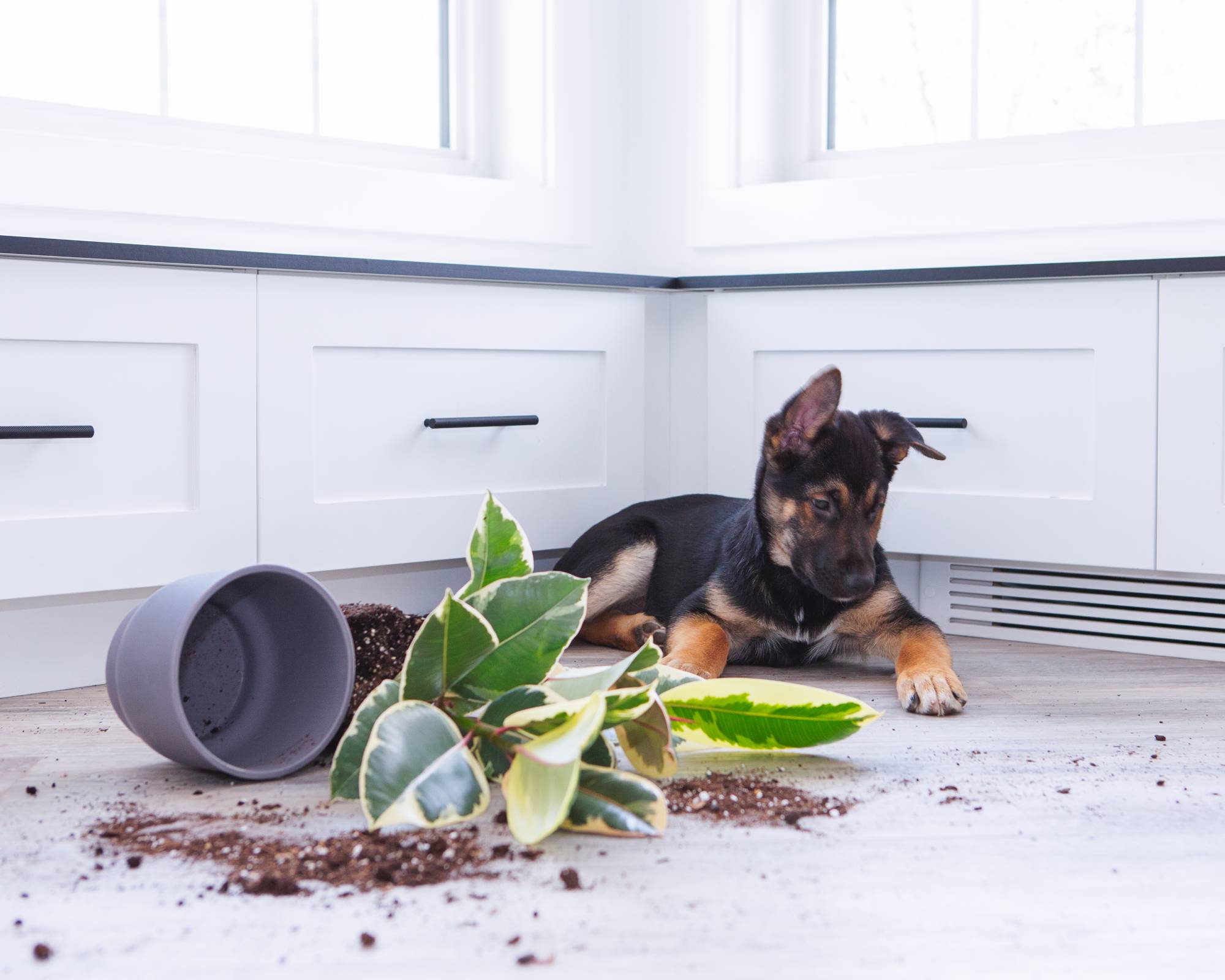 Puppy next to tipped over houseplant