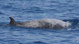 A male Cuvier's beaked whale (Ziphius cavirostris) with a tag on the dorsal fin.