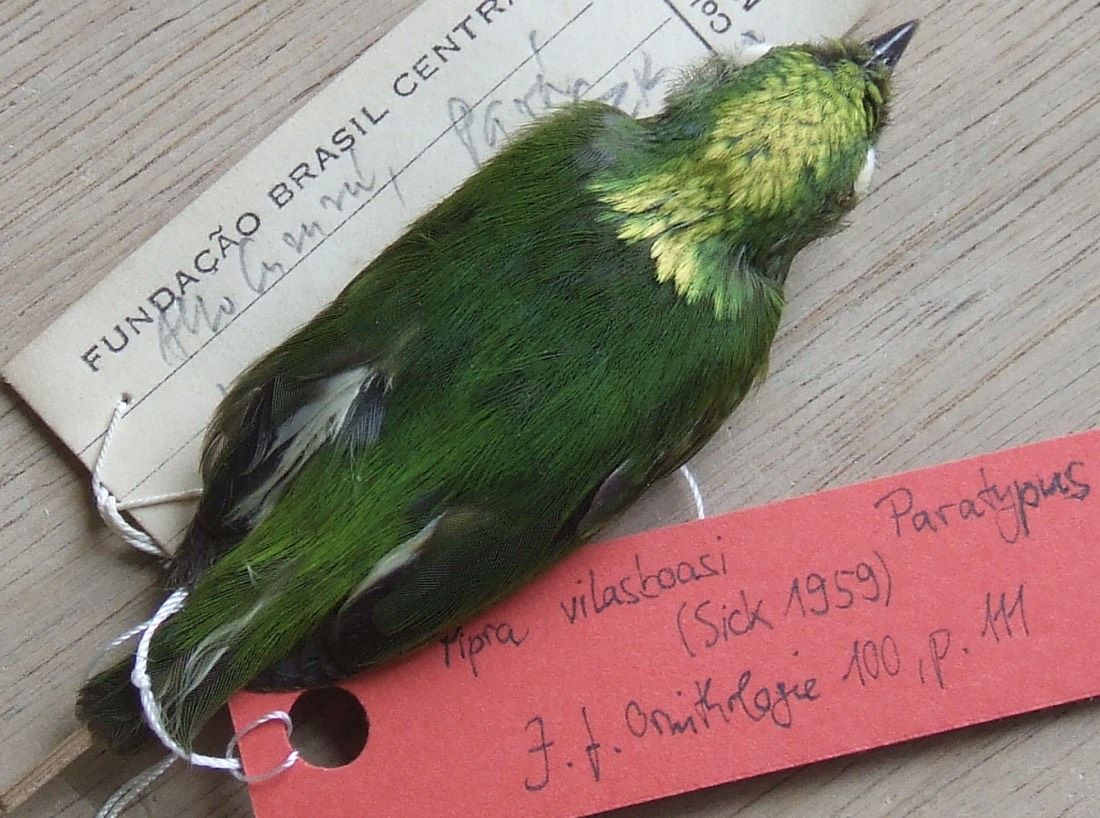 The golden-crowned manakin was first discovered in Brazil in 1957