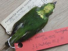 The golden-crowned manakin was first discovered in Brazil in 1957
