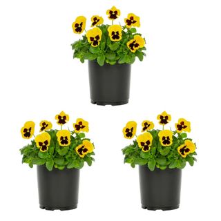 Expert Gardener 2.5QT Yellow Blotch Pansy Live Plant Grower Pot Sun