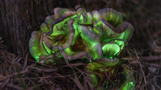 Mushrooms have many mysterious properties, such as this Omphalotus nidiformis which, whilst not psychedelic, glows in the dark and has the nickname Ghost Fungus