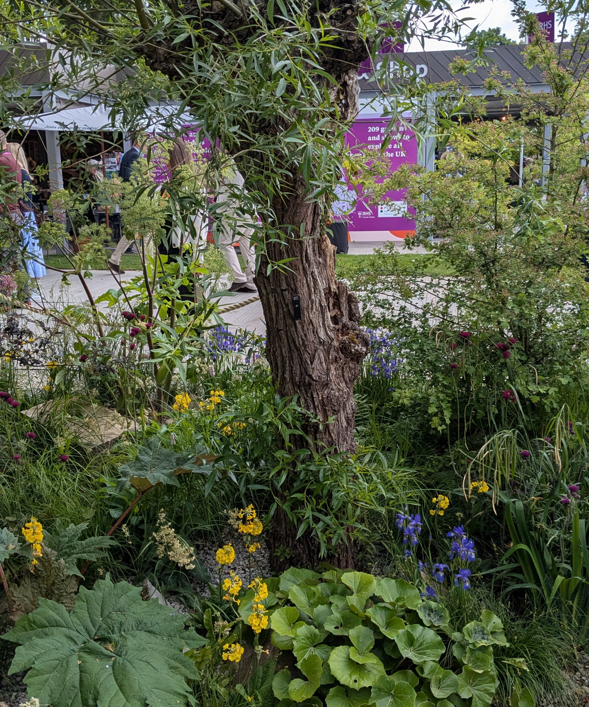 A pollarded salix with a sensor on the Avanade Intelligent Garden at the Chelsea Flower Show