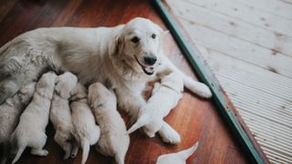 Can a dog get pregnant while bleeding in heat?