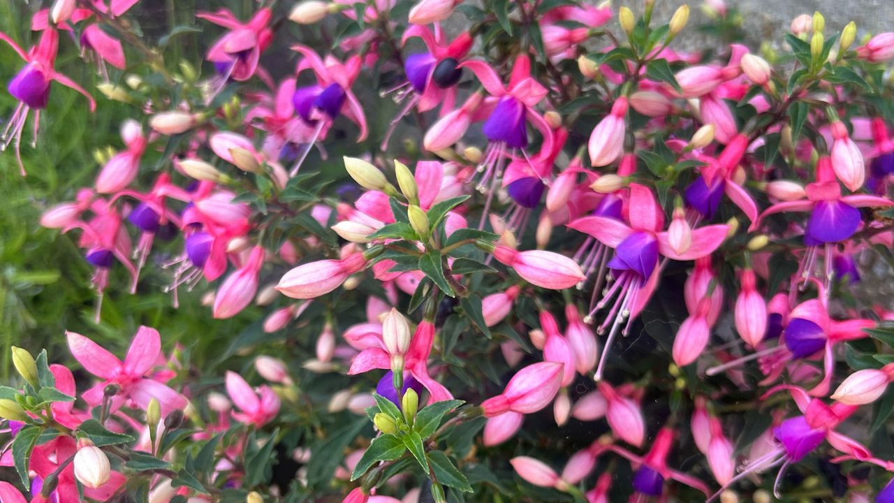 Closeup of pink and purple fuchsia flowers and buds