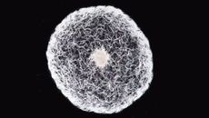 Thousands of vinegar eels swim in unison inside a droplet of water
