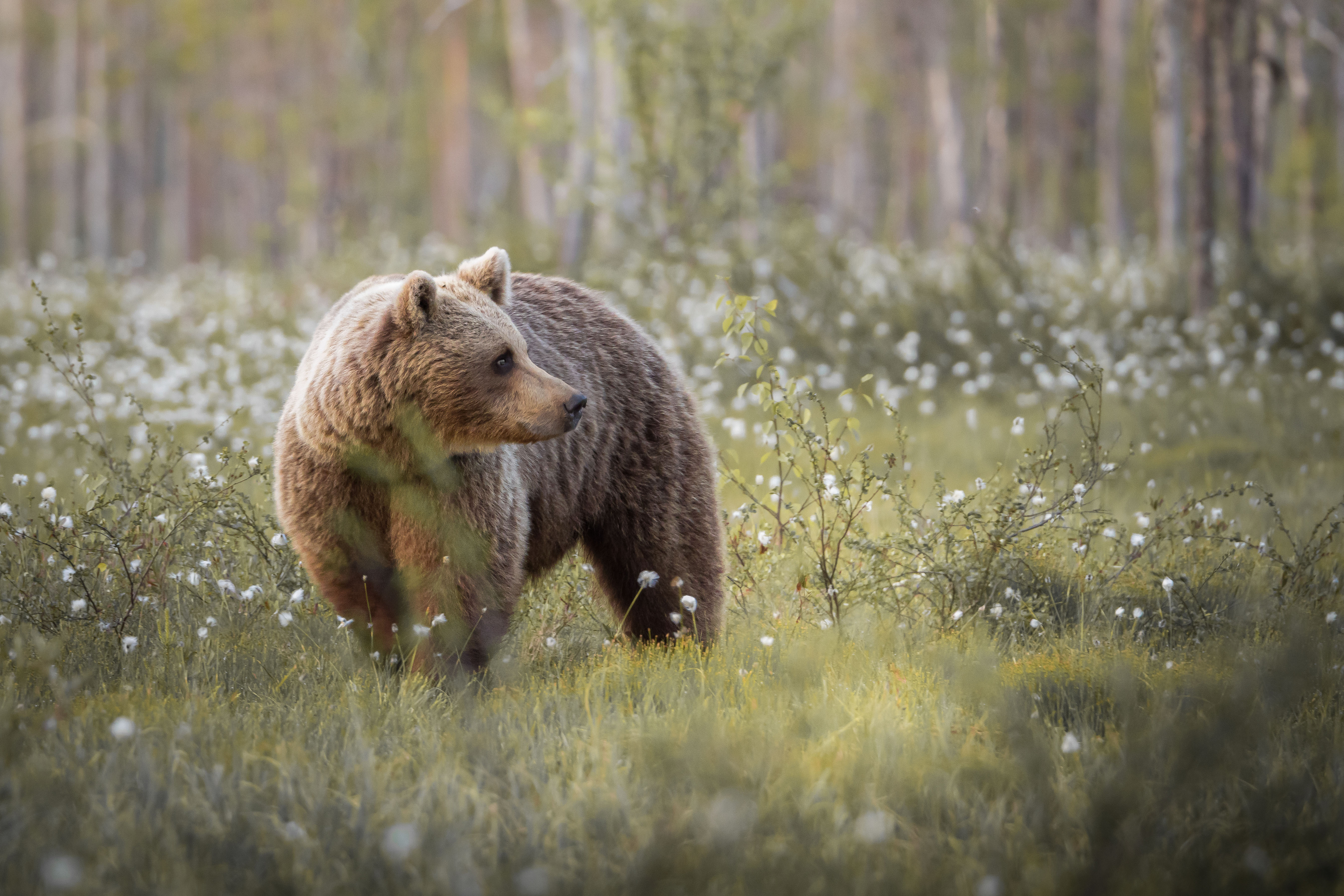 A young female brown bear among cotton grass on a summer evening, in Viiksimo, Finland