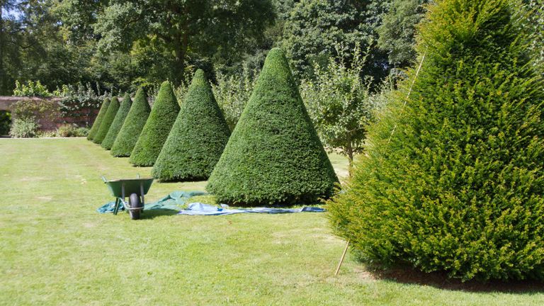 pruning yews into cone topiary