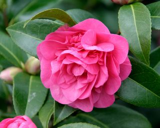 Camellia x williamsii Elsie Jury