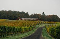 Illahe Vineyards & Winery in Mount Pisgah, Polk County, Oregon AVA