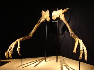 The dinosaur Deinocheirus is known for its impressive reach, with arms and fingers that together measured more than 6 feet (2 meters) long, and claws with foot-long (32 centimeters) curves.