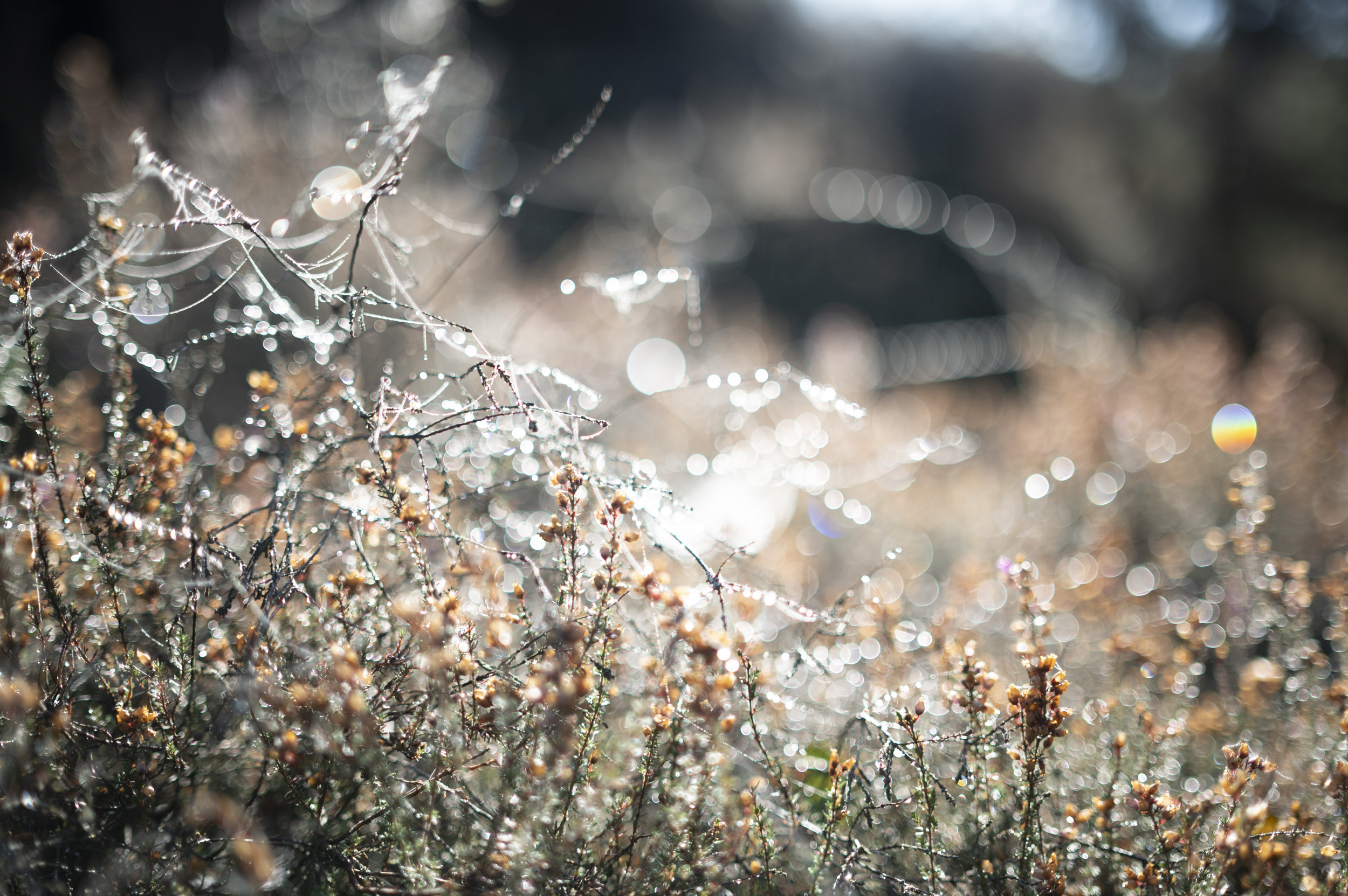 Deatils of heather and cobwebs, taken with the Nikon Z 50mm f/1.4 lens