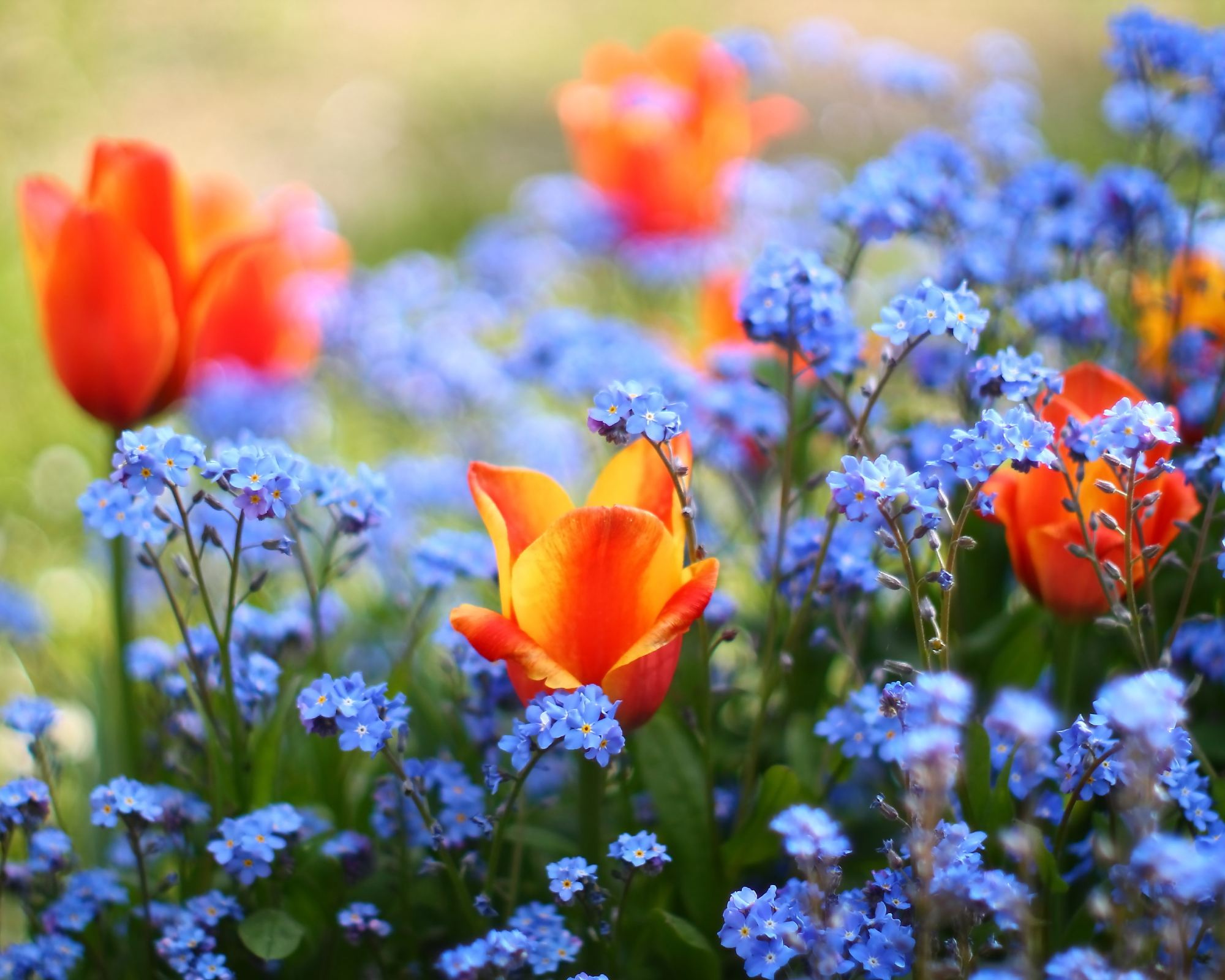 tulips and forget-me-nots growing together