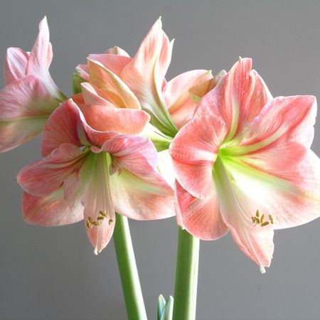 pink amaryllis plant in bloom