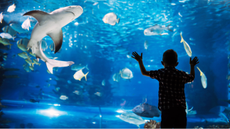 Image of child looking at a shark and other fish in an aquarium
