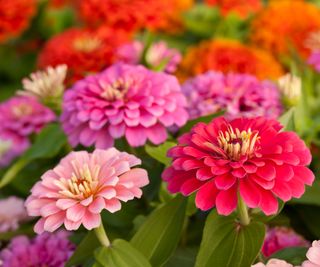 zinnia flowers in full bloom in mixed border