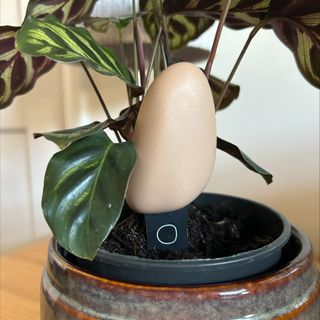 Elho Smart Pebble houseplant monitor in plant pot with Calathea makoyana plant