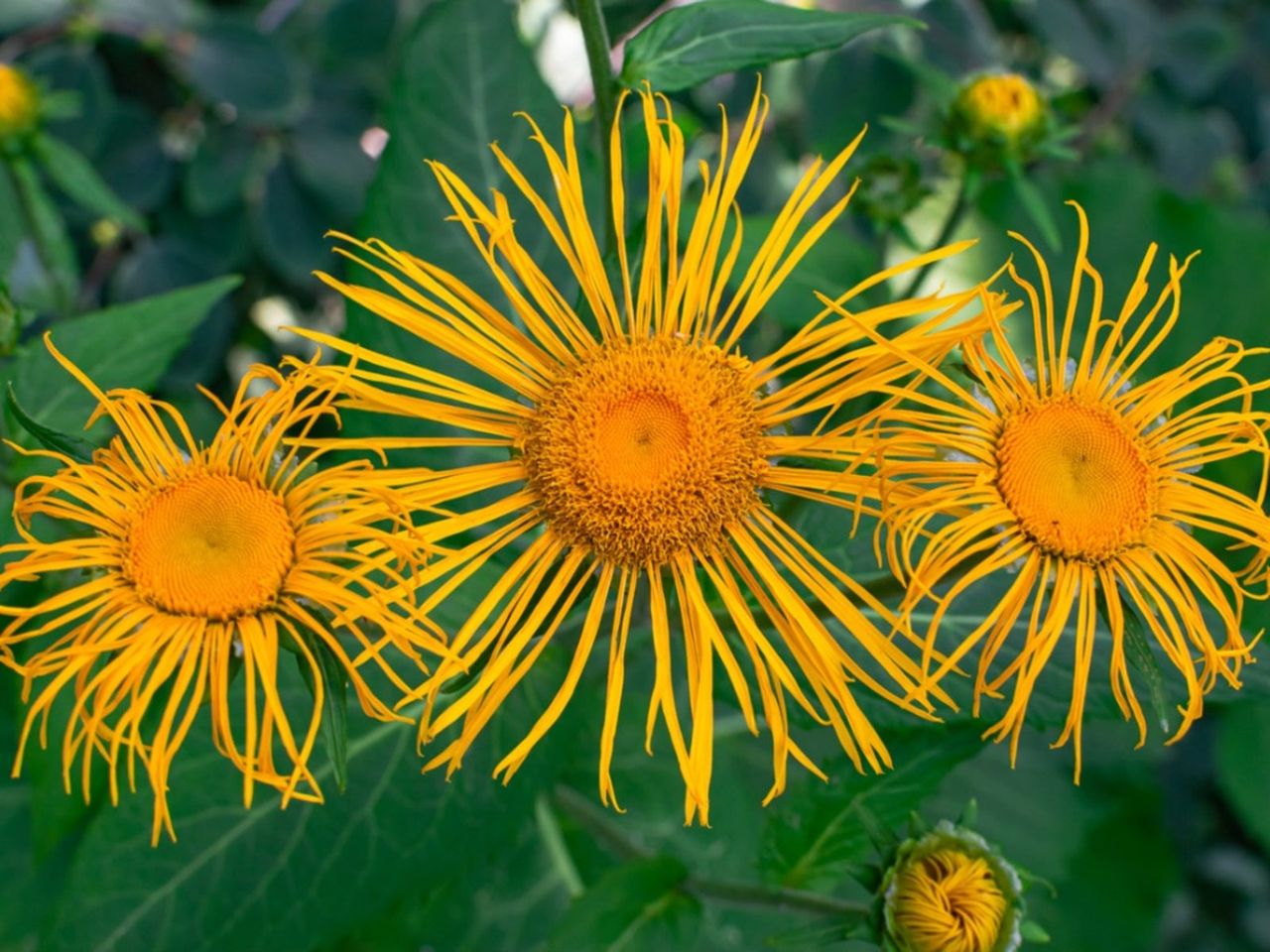 Yellow Inula Plants