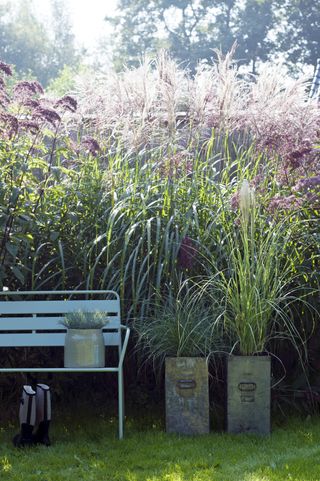 how to grow pampas grass in containers