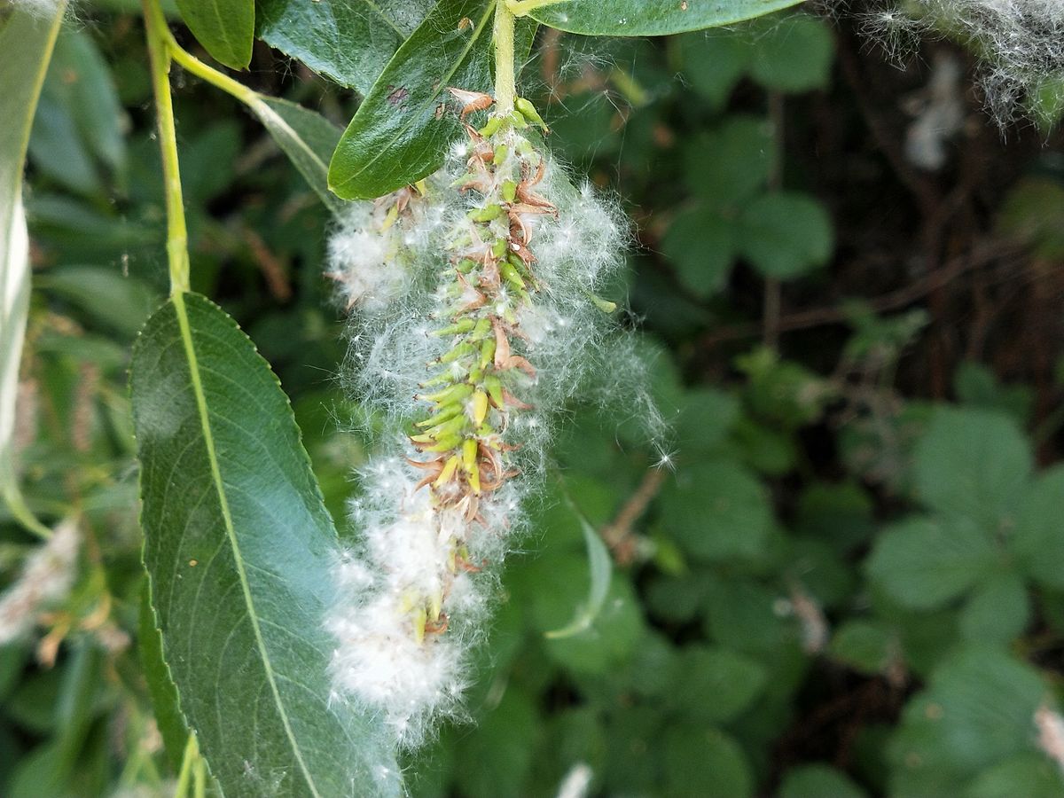 The Oppo RX17 Neo is not a macro master, but it has a shot at such images. Image credit: TechRadar