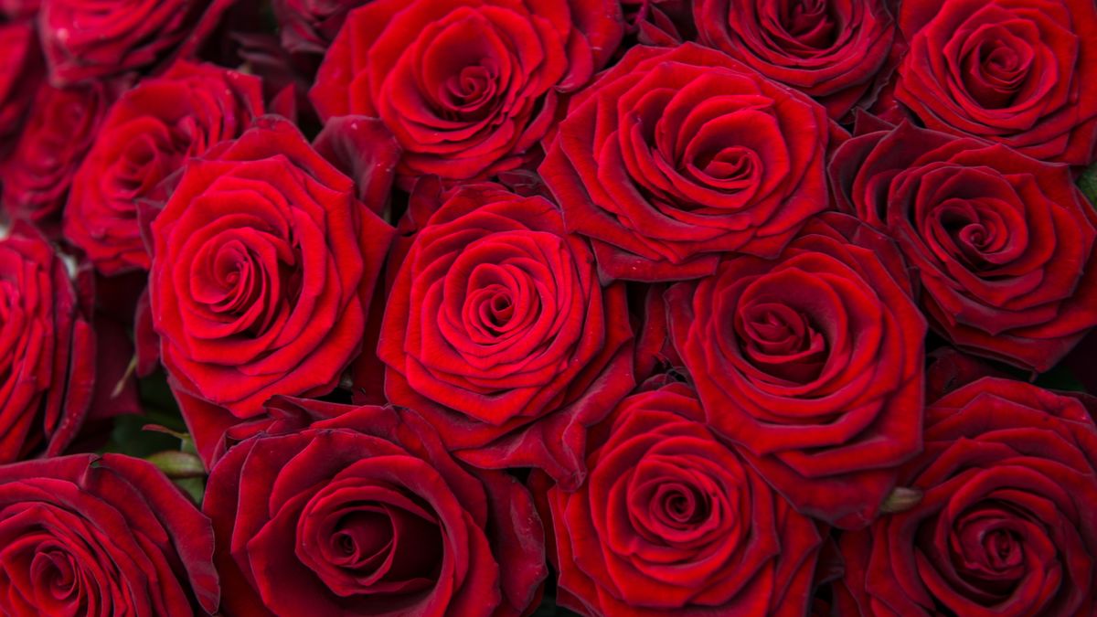 Huge Valentine's Day flowers sale gives you up to 30% off, plus FREE ...
