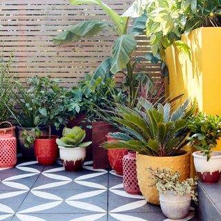 garden with potted plants and yellow wall