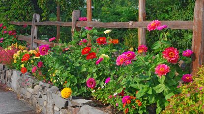 Zinnia flowers in a raised garden bed made from stones