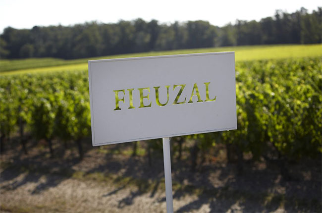 fieuzal-pessac.jpg