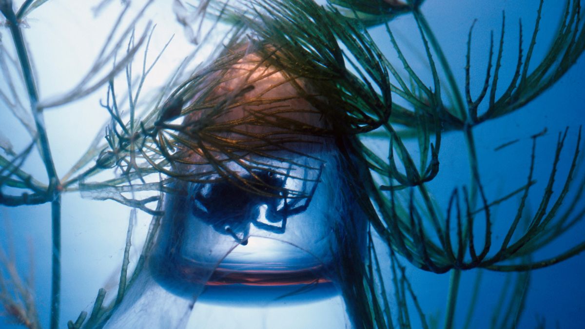 Duikklokspin: De enige waterspin die een onderwaterweb creëert om in te leven