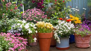 Group of colorful pots with bright flowers in bloom