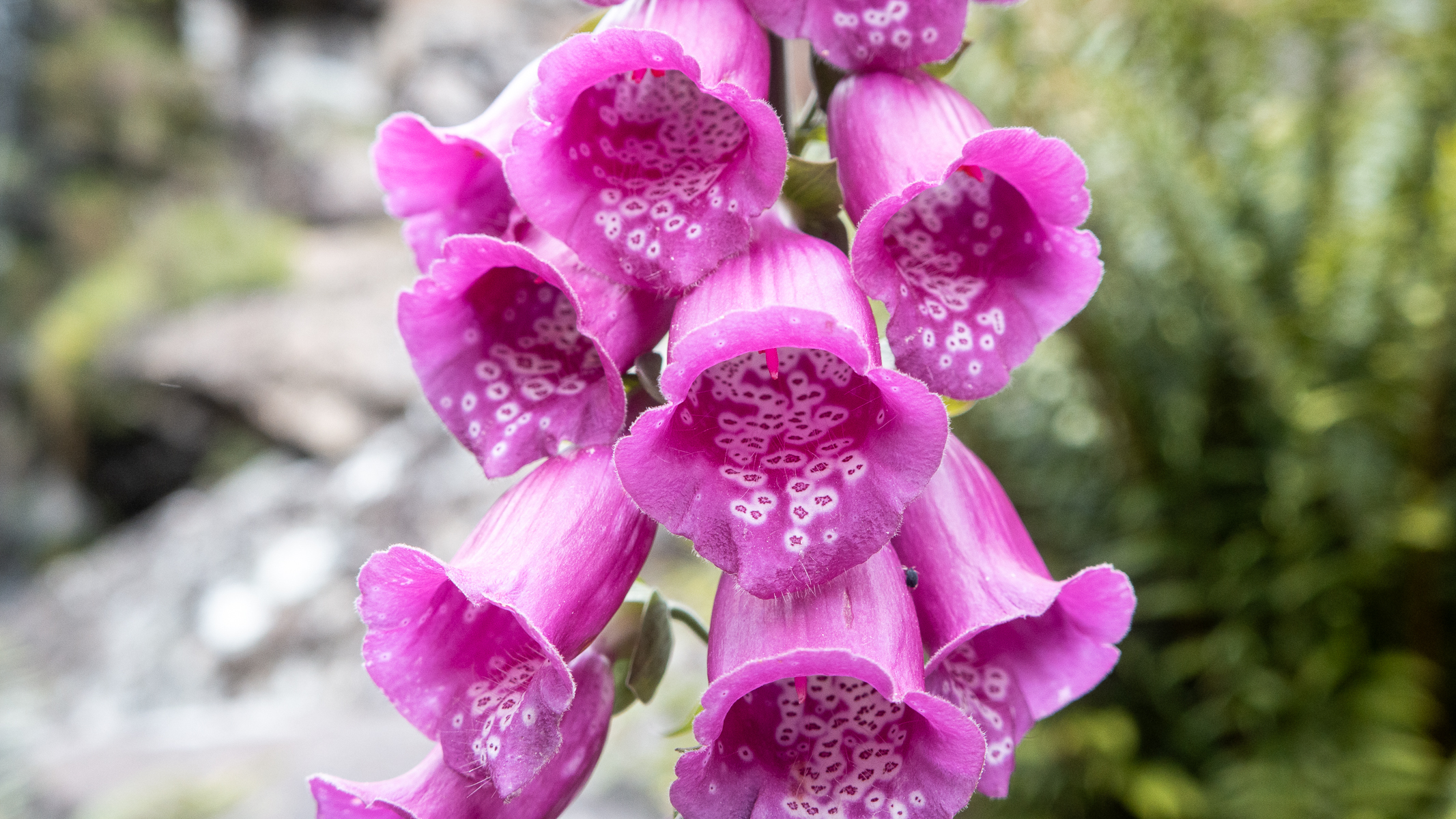 pink foxgloves