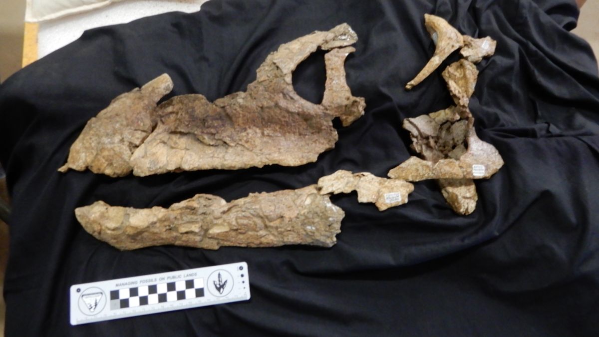 95 millionyearold land bridge across Antarctica carried dinosaurs between continents Live