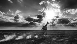 Heaven Can Wait – ©David Yarrow