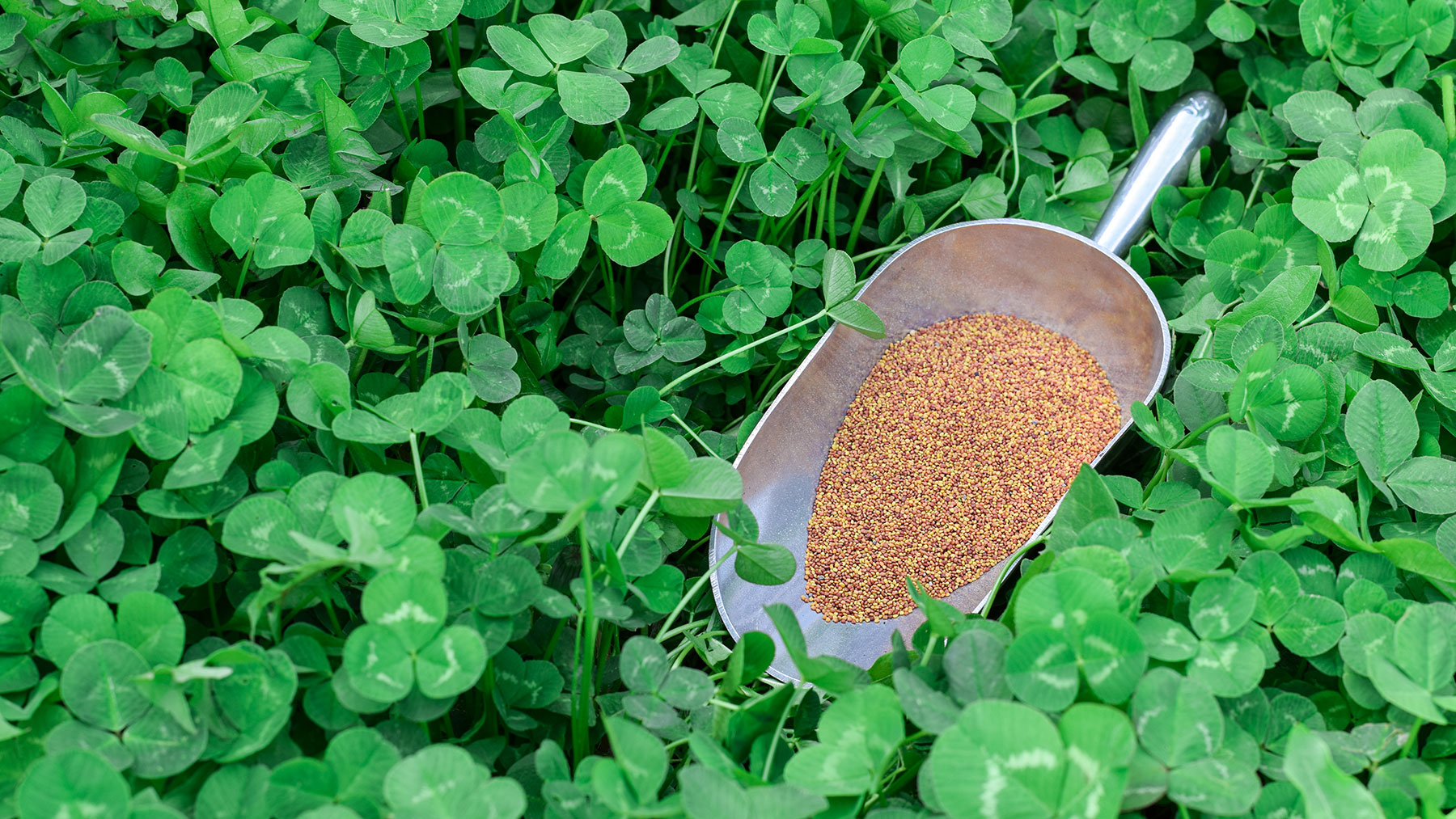 Green clover lawn with seeds in seed scoop