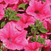 Petunia Surfinia Trailing 'Hot Pink' from Thompson &amp; Morgan