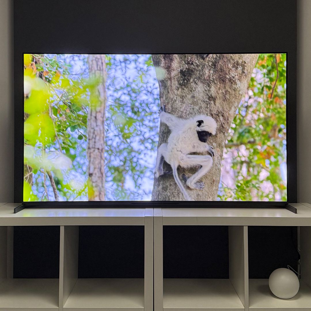 The 55-inch Sony Bravia 8 II QD-OLED TV photographed on a white table. On the screen is a nature documentary.