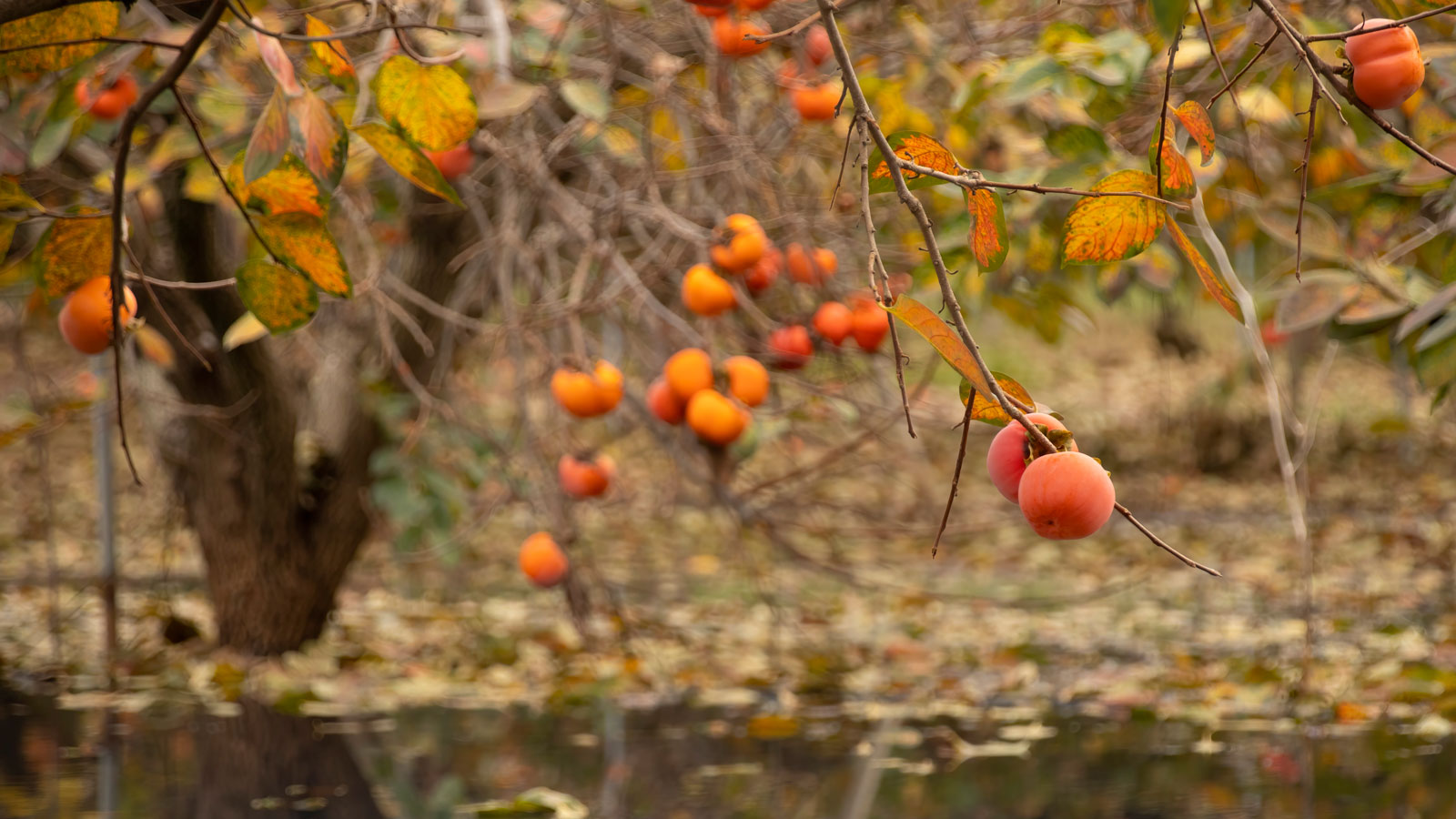 persimmon fruit tree growing near water