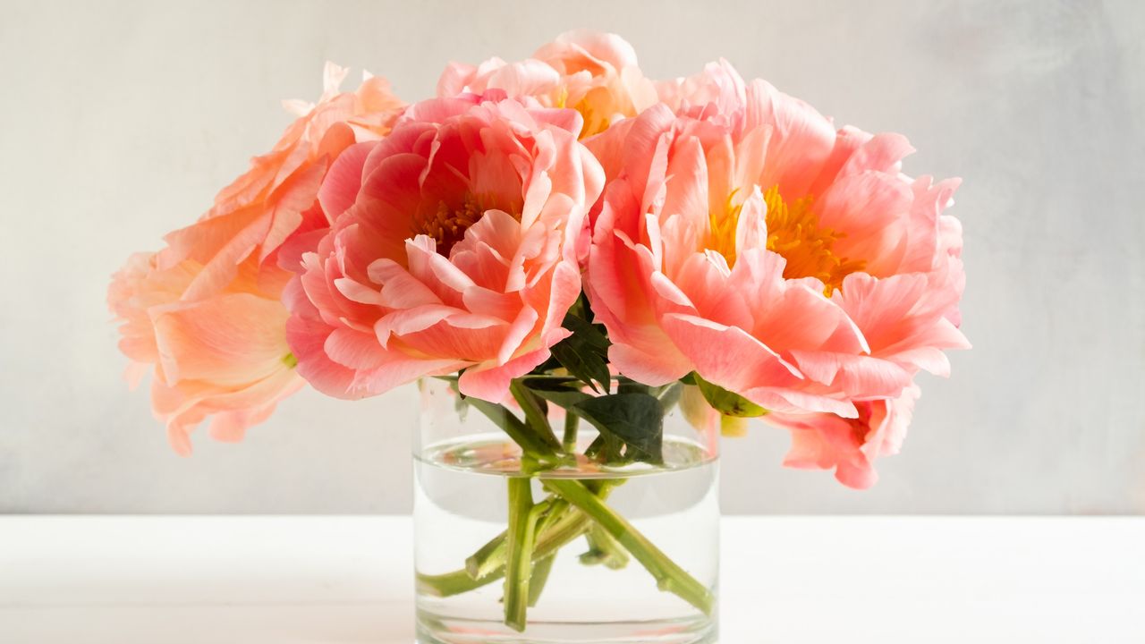 A glass vase with coral peonies