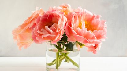 Peachy coral peony flowers in a matching vase against a coordinating backdrop
